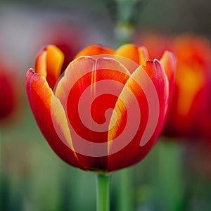 Selective focus shot of a bright orange blooming tulip in a garden