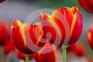 Selective focus shot of bright orange blooming tulips in a garden