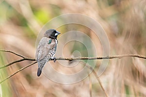 Selective focus shot of bronze mannikin (Spermestes cucullata) perched on a branch photo