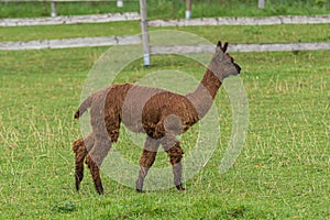 Selective focus shot of a brown alpaca on a green grass