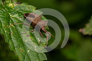 Selective focus shot of a brown bug on a leaf