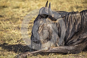 Selective focus shot of a buffalo sleeping on the ground captured in Masai Mara Safari, Kenya