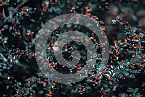 Selective focus shot of Buffaloberries plants