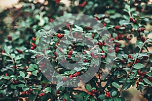Selective focus shot of Buffaloberries plants