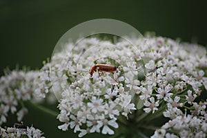 Selective focus shot of a bug on ablooming flower in the greenery