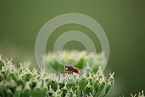 Selective focus shot of a bug on ablooming flower in the greenery
