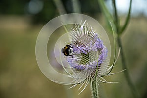 Selective focus shot of a bug on a wild teasel