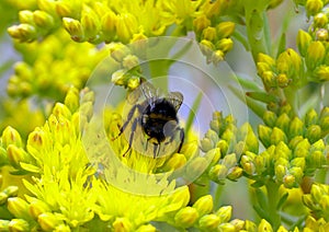 Selective focus shot of a bumblebee feeding on yellow Sedum rupestre flower