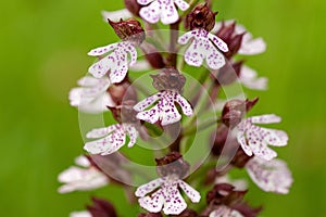 Selective focus shot of a burnt orchid flower