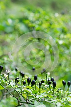 Selective focus shot of bush with Colombian wild chili bell peppers (Aji Chirca) on the branches