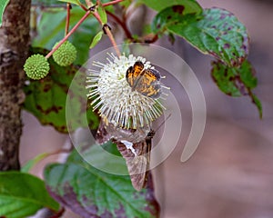 Selective focus shot of butterflies (Pearl Crescent, Silver-Spotted skipper) on a buttonbush