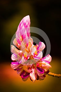 Selective focus shot of a Caesalpinia flower growing in Malasia on blurred background photo