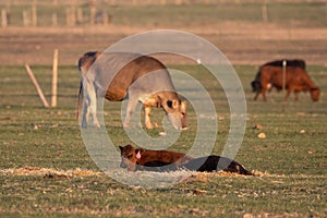 Selective focus shot of a calf resting in the field with brown cow grazing in the background