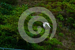 Selective focus shot of a Caspian tern bird captured on midflight photo