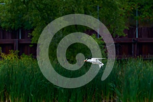 Selective focus shot of a Caspian tern bird captured on midflight photo