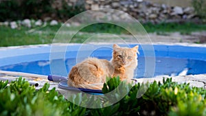 Selective focus shot of a cat laying on a pool net beside a swimming pool