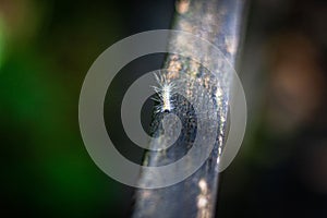 Selective focus shot of the caterpillar of a fall webworm perched on a tree branch