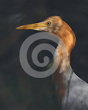 Selective focus shot of a Cattle egret bird in the grass