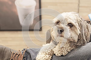 Selective focus shot of a cavapoo puppy sitting on a couch