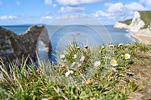 Selective focus shot of chamomiles on the background of Durdle Door, UK