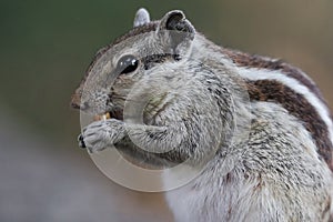 Selective focus shot of a chipmunk eating nut