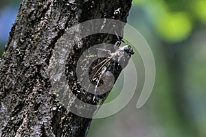 Selective focus shot of a cicada insect on a tree trunk