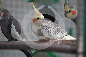 Selective focus shot of cockatiels (Nymphicus hollandicus) perched on a branch