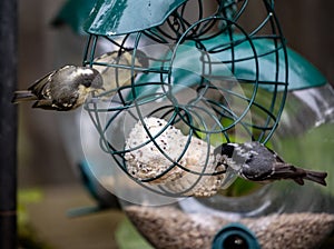 Selective focus shot of colorful warblers eating at a birdfeeder in a sunny garden