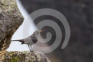 Selective focus shot of a common blackbird in a natural environment