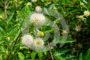 Selective focus shot of common buttonbushes growing in a garden