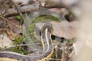 Selective focus shot of a common garter snake (Thamnophis sirtalis) in the grass photo