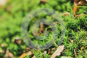 Selective focus shot of Common Haircap Moss in Thornecombe Woods, Dorchester, Dorset, UK