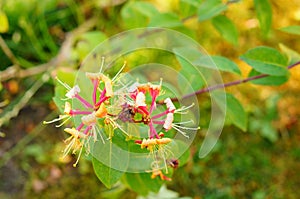 Selective focus shot of common honeysuckle flowers