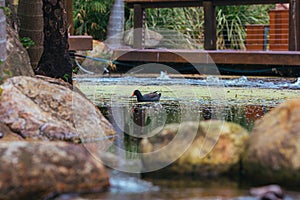 Selective focus shot of a common moorhen swimming on water - Gallinula chloropus