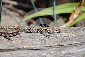 Selective focus shot of a common wall lizard