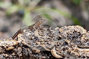 Selective focus shot of common wall lizard (Podarcis muralis)
