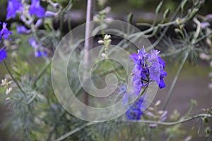 Selective focus shot of a Consolida regalis flower growing in the field