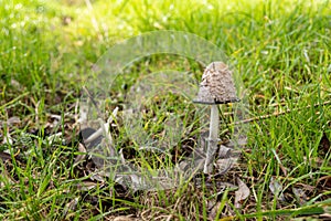 Selective focus shot of Coprinus comatus in the green grass