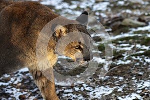 Selective focus shot of a cougar walking