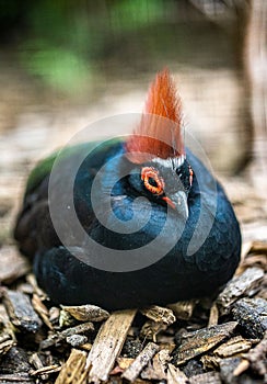 Selective focus shot of crested partridge (Rollulus rouloul) photo