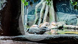 Selective focus shot of a crocodile on the bank of a river