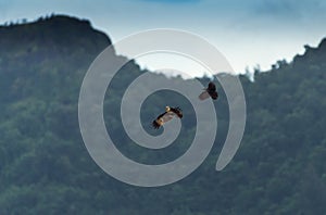 Selective focus shot of a crow harassing a young kite while flying in the air