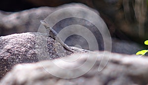 Selective focus shot of a cute Agama hanging out on a rock formation