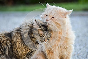 Selective focus shot of the cute beautiful gray and white cats having fun together