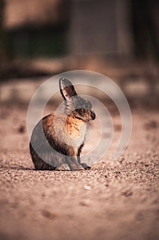 Selective focus shot of a cute, chubby rabbit sitting in ground on sunny day