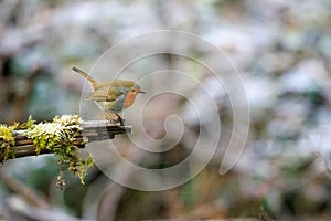 Selective focus shot of a cute European robin bird sitting on the mossy branch