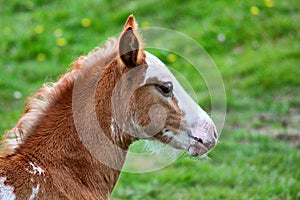 Selective  focus shot of a cute foal in a fieldan