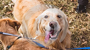 Selective focus shot of a  cute golden retriever dog standing next to another dog