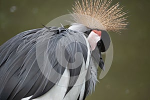 Selective focus shot of a cute gray crowned crane