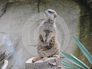 Selective focus shot of a cute meerkat standing on a rock in the middle of a forest